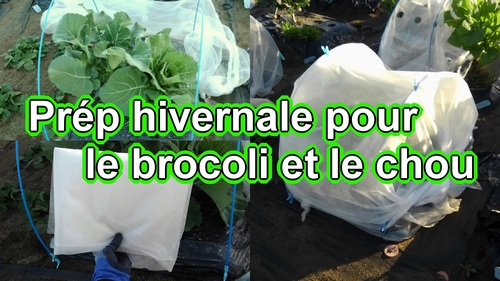 Préparer le brocoli et le chou vert frisé pour l’hiver (Comment cultiver le brocoli et le chou vert frisé?)