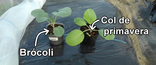 Plántulas de brócoli y col (col repollo) de primavera
