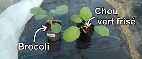 Les plants de brocoli et de chou vert frisé