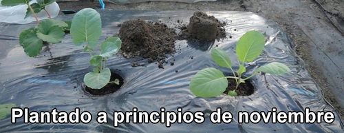 El brócoli y la col (col repollo) de primavera fueron plantados a principios de noviembre