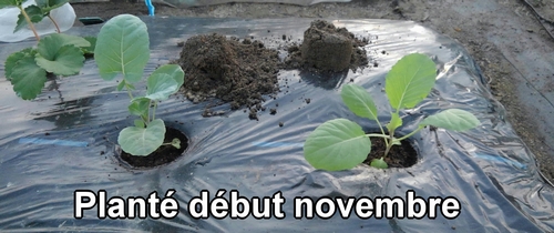 Le brocoli et le chou vert frisé ont été plantés début novembre