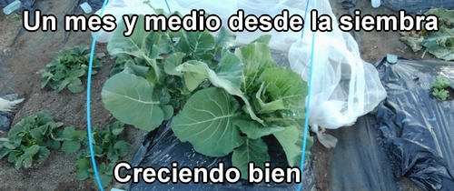 Brócoli y col (col repollo) de primavera plantados hace un mes y medio