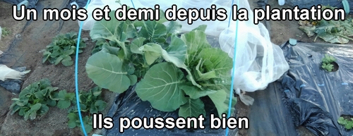Le brocoli et le chou vert frisé plantés il y a un mois et demi