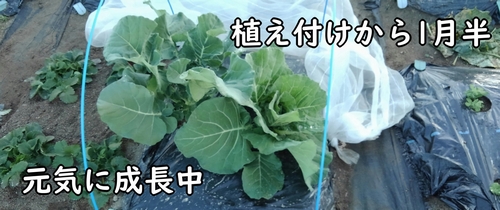 植え付けから1月半経ったブロッコリーと春キャベツ