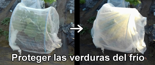 Cubrir las partes del brócoli y la col (col repollo) de primavera con tela no tejida