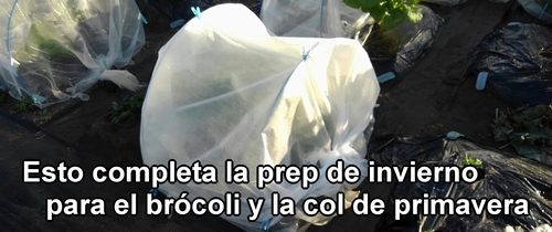 Esto completa la preparación de invierno para el brócoli y la col (col repollo) de primavera