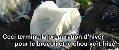 Ceci termine la préparation d’hiver pour le brocoli et le chou vert frisé