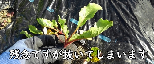 べと病になった野菜は抜いてしまいます