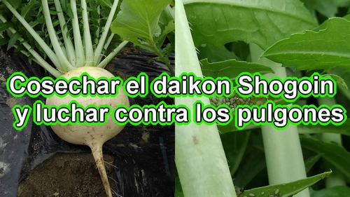 Cosecha del rábano daikon Shogoin (rábano japonés Shogoin)