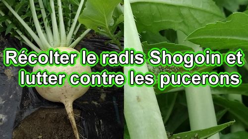 La récolte du radis daikon Shogoin (radis japonais Shogoin)