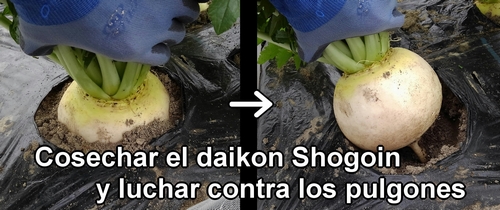 Sujeta la base del rábano daikon Shogoin (rábano japonés Shogoin) y tira para sacarlo