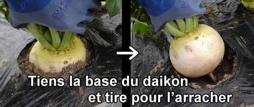 Tiens la base du radis daikon Shogoin (radis blanc Shogoin) et arrache-le