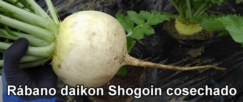 Rábano daikon Shogoin (rábano japonés Shogoin) cosechado