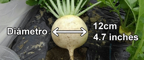 El rábano daikon cosechado tenía aproximadamente 12cm (4.7 inches) de diámetro
