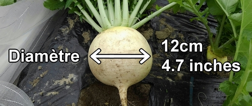 Le radis daikon (radis blanc) récolté faisait environ 12cm (4.7 inches) de diamètre