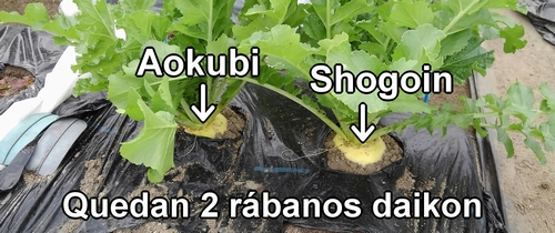 Voy a cosechar los rábanos daikon (rábano japonés) que quedan más tarde