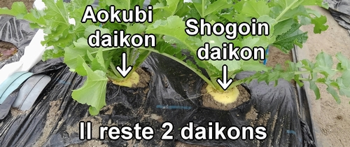Je vais récolter le reste des radis daikons (radis japonais) plus tard