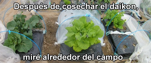 Actualmente hay una plaga de pulgones en el campo