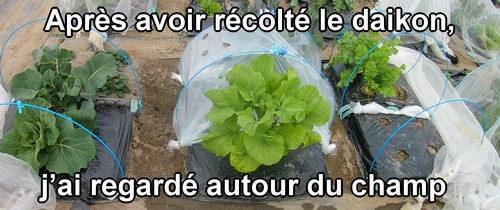Il y a actuellement une infestation de pucerons dans le champ