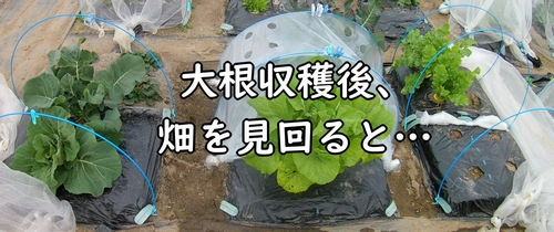 畑には今、アブラムシが発生中