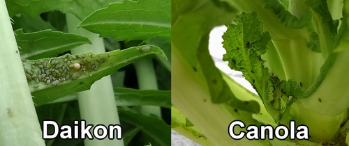 Pulgones en el rábano daikon y la canola