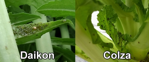 Pucerons sur le radis daikon (radis japonais) et le colza
