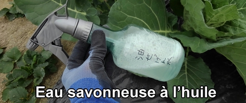Eau savonneuse à l’huile