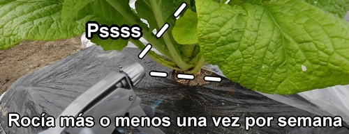 Rocía las verduras más o menos una vez por semana
