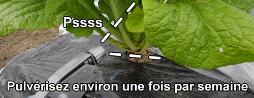 Pulvérisez les légumes environ une fois par semaine