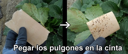Pegar los pulgones en la cinta
