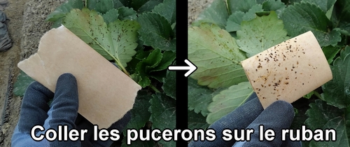 Coller les pucerons sur le ruban