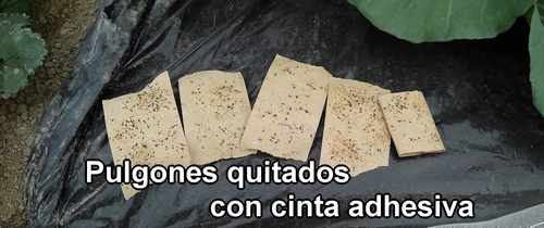 Pulgones quitados con cinta adhesiva