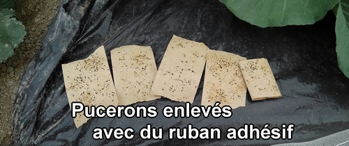 Pucerons enlevés avec du ruban adhésif