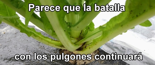 Parece que la batalla con los pulgones continuará