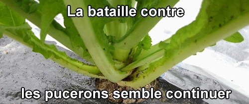 La bataille contre les pucerons semble continuer