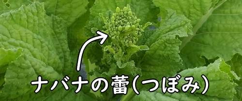 のらぼう菜の花蕾