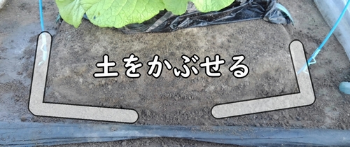 鶏糞に土をかぶせる