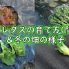 リーフレタスの育て方（サニーレタスの間引き）＆冬栽培の野菜の様子