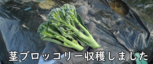 伸びた茎ブロッコリーの側花蕾を収穫