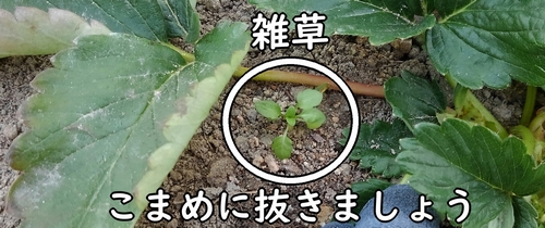 雑草はこまめに抜く