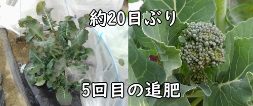 約20日ぶりの追肥