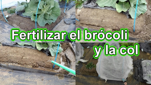 Fertilizar el brócoli y la col de primavera (El mejor fertilizante orgánico para el brócoli y la col de primavera)