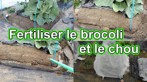 Fertiliser le brocoli et le chou vert frisé (Le meilleur engrais biologique pour le brocoli et le chou vert frisé)