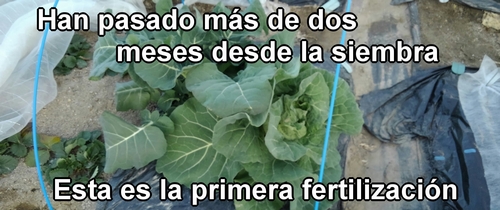 Esta es la primera fertilización para el brócoli y la col (col repollo) de primavera