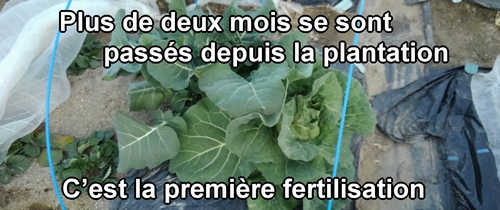 C’est la première fertilisation pour le brocoli et le chou vert frisé (chou cabus)