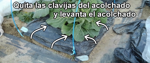 Levanta el acolchado y revisa el estado de la tierra