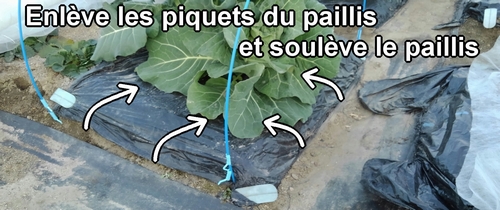 Soulève le paillis et vérifie l’état du sol
