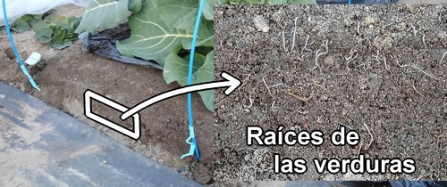 Raíces del brócoli y la col (col repollo) de primavera