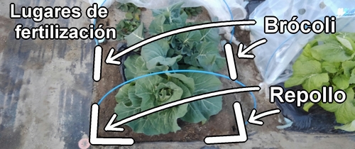 Lugares de fertilización para el brócoli y la col (col repollo) de primavera