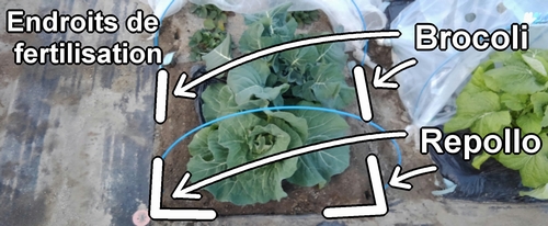 Endroits de fertilisation pour le brocoli et le chou vert frisé (chou cabus)